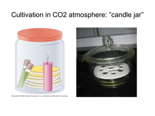 Cultivation in CO2 atmosphere: ”candle jar”
 
