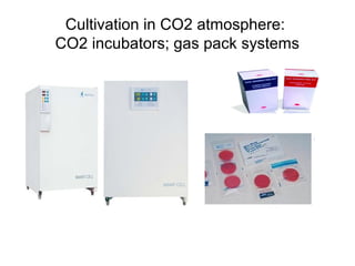 Cultivation in CO2 atmosphere:
CO2 incubators; gas pack systems
 