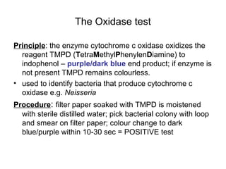 The Oxidase test
Principle: the enzyme cytochrome c oxidase oxidizes the
reagent TMPD (TetraMethylPhenylenDiamine) to
indophenol – purple/dark blue end product; if enzyme is
not present TMPD remains colourless.
• used to identify bacteria that produce cytochrome c
oxidase e.g. Neisseria
Procedure: filter paper soaked with TMPD is moistened
with sterile distilled water; pick bacterial colony with loop
and smear on filter paper; colour change to dark
blue/purple within 10-30 sec = POSITIVE test
 