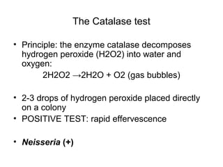 The Catalase test
• Principle: the enzyme catalase decomposes
hydrogen peroxide (H2O2) into water and
oxygen:
2H2O2 →2H2O + O2 (gas bubbles)
• 2-3 drops of hydrogen peroxide placed directly
on a colony
• POSITIVE TEST: rapid effervescence
• Neisseria (+)
 