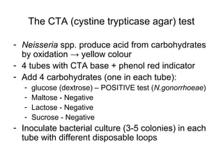 The CTA (cystine trypticase agar) test
- Neisseria spp. produce acid from carbohydrates
by oxidation → yellow colour
- 4 tubes with CTA base + phenol red indicator
- Add 4 carbohydrates (one in each tube):
- glucose (dextrose) – POSITIVE test (N.gonorrhoeae)
- Maltose - Negative
- Lactose - Negative
- Sucrose - Negative
- Inoculate bacterial culture (3-5 colonies) in each
tube with different disposable loops
 