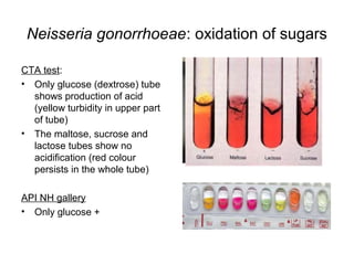 Neisseria gonorrhoeae: oxidation of sugars
CTA test:
• Only glucose (dextrose) tube
shows production of acid
(yellow turbidity in upper part
of tube)
• The maltose, sucrose and
lactose tubes show no
acidification (red colour
persists in the whole tube)
API NH gallery
• Only glucose +
 