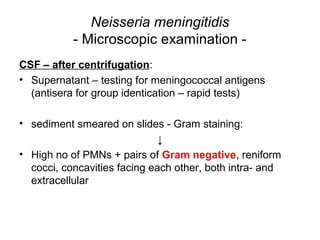 Neisseria meningitidis
- Microscopic examination -
CSF – after centrifugation:
• Supernatant – testing for meningococcal antigens
(antisera for group identication – rapid tests)
• sediment smeared on slides - Gram staining:
↓
• High no of PMNs + pairs of Gram negative, reniform
cocci, concavities facing each other, both intra- and
extracellular
 