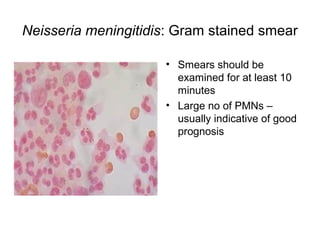 Neisseria meningitidis: Gram stained smear
• Smears should be
examined for at least 10
minutes
• Large no of PMNs –
usually indicative of good
prognosis
 