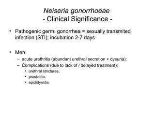 Neiseria gonorrhoeae
- Clinical Significance -
• Pathogenic germ: gonorrhea = sexually transmited
infection (STI); incubation 2-7 days
• Men:
– acute urethritis (abundant urethral secretion + dysuria);
– Complications (due to lack of / delayed treatment):
• urethral strictures,
• prostatitis,
• epididymitis
 