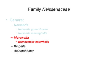 Family Neisseriaceae
• Genera:
– Neisseria
• Neisseria gonorrhoeae
• Neisseria meningitidis
– Moraxella
• Branhamella catarrhalis
– Kingella
– Acinetobacter
 