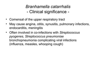 Branhamella catarrhalis
- Clinical significance -
• Comensal of the upper respiratory tract
• May cause angina, otitis, synusitis, pulmonary infections,
endocarditis, meningitis
• Often involved in co-infections with Streptococcus
pyogenes, Streptococcus pneumoniae
bronchopneumonia complicating viral infections
(influenza, measles, whooping cough)
 