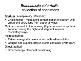 Branhamella catarrhalis:
collection of specimens
Sputum (in respiratory infections):
• Challenging! – must avoid contamination of sputum with
saliva and secretions from upper air ways
Optimal moment: in the morning (higher amount of sputum
secreted during the night and stagnant in lower
respiratory ways)
Indirect method:
• Patient energically rinses mouth with saline solution
• Coughs and expectorates in sterile container (Petri dish)
Direct method:
• Bronchoscopy / tracheal punctioning
 