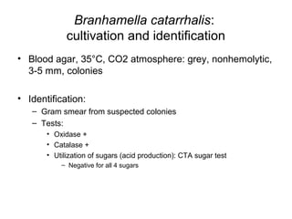 Branhamella catarrhalis:
cultivation and identification
• Blood agar, 35°C, CO2 atmosphere: grey, nonhemolytic,
3-5 mm, colonies
• Identification:
– Gram smear from suspected colonies
– Tests:
• Oxidase +
• Catalase +
• Utilization of sugars (acid production): CTA sugar test
– Negative for all 4 sugars
 
