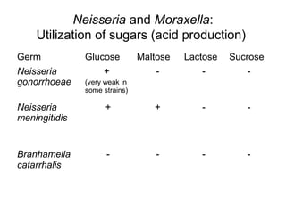 Neisseria and Moraxella:
Utilization of sugars (acid production)
Germ Glucose Maltose Lactose Sucrose
Neisseria
gonorrhoeae
+
(very weak in
some strains)
- - -
Neisseria
meningitidis
+ + - -
Branhamella
catarrhalis
- - - -
 