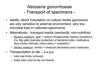 Neisseria gonorrhoeae
- Transport of specimens -
• Ideally: direct inoculation on culture media (gonococci
are very sensitive to external environment; very low
microbial load in collected specimens)
• Alternatively - transport media (semisolid, non-nutritive):
– Stuart‘s medium: agar + sodium thioglycolate (delays oxydation),
Ca, Mg salts (osmolar protection of bacterial cells), methylene
blue (redox indicator; blue colour = oxydation)
– Amies‘ medium: similar + charcoal (neutralize toxic materials)
• Transportation to lab – a.s.a.p.
– tube cap firmly screwed;
– keep tube cool but do not freeze!
 