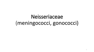 Neisseriaceae
(meningococci, gonococci)
1
 