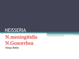 NEISSERIA
N.meningitidis
N.Gonorrhea
Deepa Babin
 