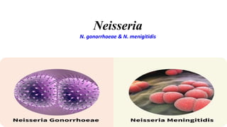 Neisseria
N. gonorrhoeae & N. menigitidis
 
