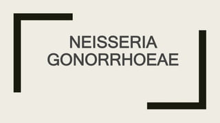 NEISSERIA
GONORRHOEAE
 