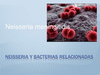 Neisseria meningitidis 
NEISSERIA Y BACTERIAS RELACIONADAS 
 