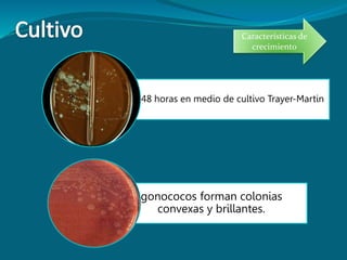 48 horas en medio de cultivo Trayer-Martin
gonococos forman colonias
convexas y brillantes.
Características de
crecimiento
 