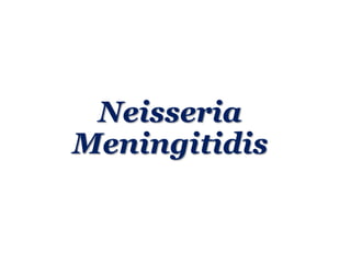 Neisseria
Meningitidis
 
