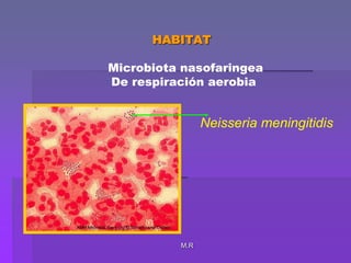 M.RHABITAT  Microbiota nasofaringea De respiración aerobiaNeisseria meningitidis