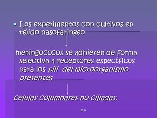 M.RLos experimentos con cultivos en tejido nasofaringeo  meningococos se adhieren de forma selectiva a receptores específicos para los pili  del microorganismo presentes celulas columnares no ciliadas.