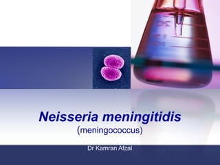 Neisseria meningitidis ( meningococcus) Dr Kamran Afzal 