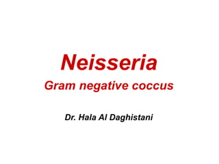 Neisseria
Gram negative coccus
Dr. Hala Al Daghistani
 