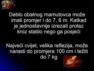 Deblo obalnog mamutovca možeDeblo obalnog mamutovca može
imati promjer i do 7, 6 m. Katkadimati promjer i do 7, 6 m. Katkad
je jednostavnije izrezati prolazje jednostavnije izrezati prolaz
kroz stablo nego ga posjećikroz stablo nego ga posjeći
Najveći cvijet, velika reflezija, možeNajveći cvijet, velika reflezija, može
narasti do promjera 100 cm i težitinarasti do promjera 100 cm i težiti
do 7 kgdo 7 kg
 