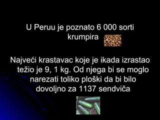 U Peruu je poznato 6 000 sortiU Peruu je poznato 6 000 sorti
krumpirakrumpira
Najveći krastavac koje je ikada izrastaoNajveći krastavac koje je ikada izrastao
težio je 9, 1 kg. Od njega bi se moglotežio je 9, 1 kg. Od njega bi se moglo
narezati toliko ploški da bi bilonarezati toliko ploški da bi bilo
dovoljno za 1137 sendvičadovoljno za 1137 sendviča
 