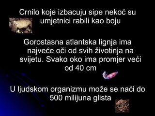 Crnilo koje izbacuju sipe nekoć suCrnilo koje izbacuju sipe nekoć su
umjetnici rabili kao bojuumjetnici rabili kao boju
Gorostasna atlantska lignja imaGorostasna atlantska lignja ima
najveće oči od svih životinja nanajveće oči od svih životinja na
svijetu. Svako oko ima promjer većisvijetu. Svako oko ima promjer veći
od 40 cmod 40 cm
U ljudskom organizmu može se naći doU ljudskom organizmu može se naći do
500 milijuna glista500 milijuna glista
 