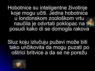 Hobotnice su inteligentne životinjeHobotnice su inteligentne životinje
koje mogu učiti. Jedna hobotnicakoje mogu učiti. Jedna hobotnica
u londonskom zoološkom vrtuu londonskom zoološkom vrtu
naučila je odvrtati poklopac nanaučila je odvrtati poklopac na
posudi kako di se domogla rakovaposudi kako di se domogla rakova
Sluz koju izlučuju puževi može bitiSluz koju izlučuju puževi može biti
tako unčikovita da mogu puzati potako unčikovita da mogu puzati po
oštrici britvice a da se ne porežuoštrici britvice a da se ne porežu
 