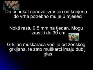 Da bi nokat nanovo izrastao od korijenaDa bi nokat nanovo izrastao od korijena
do vrha potrebno mu je 6 mjesecido vrha potrebno mu je 6 mjeseci
Nokti rastu 0,5 mm na tjedan. MoguNokti rastu 0,5 mm na tjedan. Mogu
izrasti i do 30 cmizrasti i do 30 cm
Grkljan muškaraca veći je od ženskogGrkljan muškaraca veći je od ženskog
grkljana, te zato muškarci imaju dubljigrkljana, te zato muškarci imaju dublji
glasglas
 