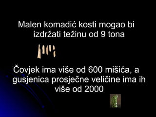 Malen komadić kosti mogao biMalen komadić kosti mogao bi
izdržati težinu od 9 tonaizdržati težinu od 9 tona
Čovjek ima više od 600 mišića, aČovjek ima više od 600 mišića, a
gusjenica prosječne veličine ima ihgusjenica prosječne veličine ima ih
više od 2000više od 2000
 
