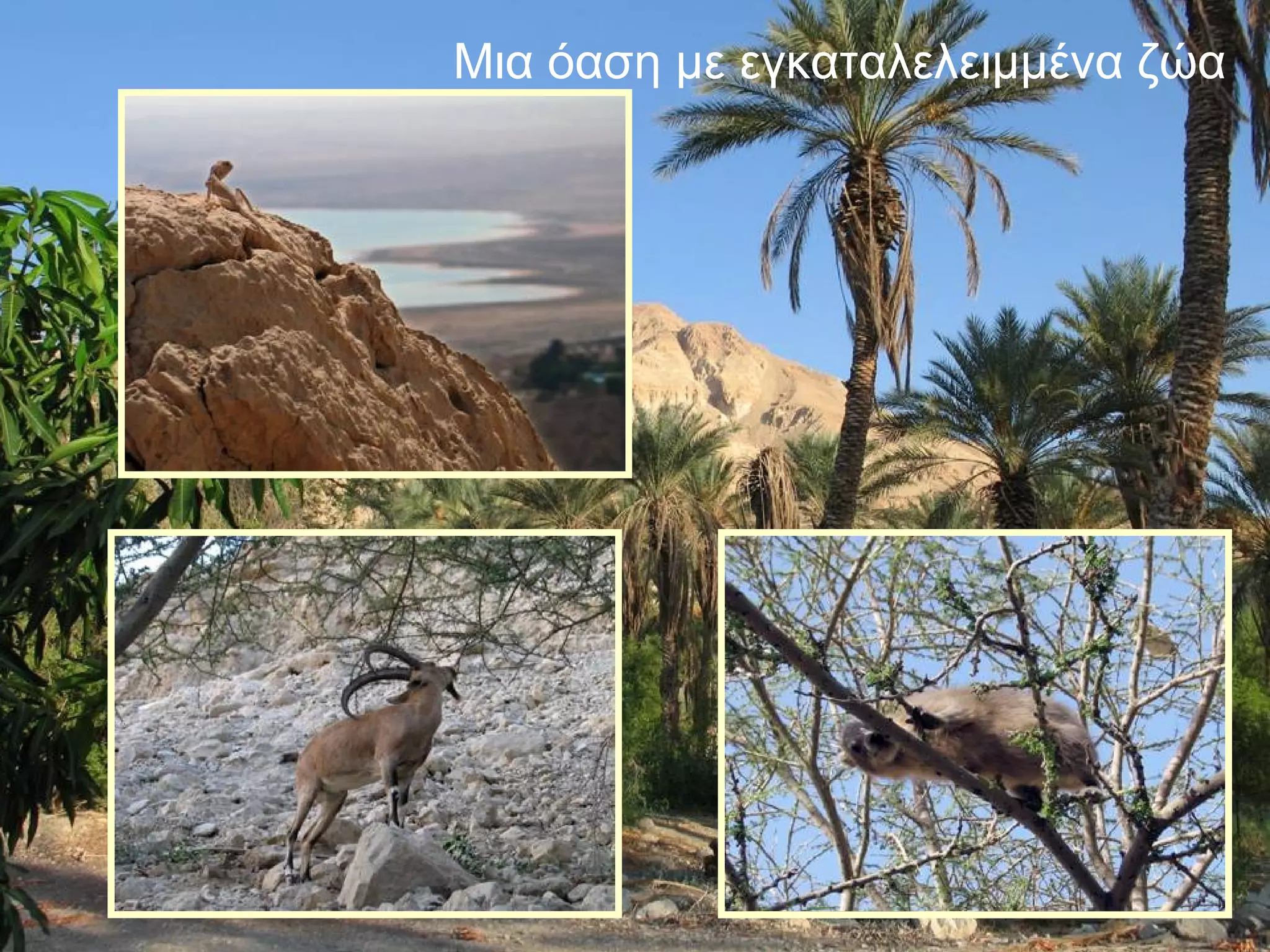 Μια όαση με εγκαταλελειμμένα ζώα

 