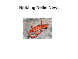 Nibbling Nellie Newt
 