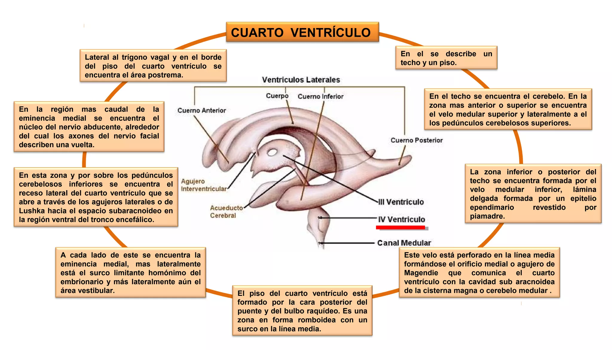 MENINGES PPT MENINGES PPT