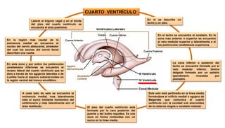 CUARTO VENTRÍCULO 
El piso del cuarto ventrículo está 
formado por la cara posterior del 
puente y del bulbo raquídeo. Es una 
zona en forma romboidea con un 
surco en la línea media. 
En el se describe un 
techo y un piso. 
En el techo se encuentra el cerebelo. En la 
zona mas anterior o superior se encuentra 
el velo medular superior y lateralmente a el 
los pedúnculos cerebelosos superiores. 
La zona inferior o posterior del 
techo se encuentra formada por el 
velo medular inferior, lámina 
delgada formada por un epitelio 
ependimario revestido por 
piamadre. 
Este velo está perforado en la línea media 
formándose el orificio medial o agujero de 
Magendie que comunica el cuarto 
ventrículo con la cavidad sub aracnoidea 
de la cisterna magna o cerebelo medular . 
Lateral al trígono vagal y en el borde 
del piso del cuarto ventrículo se 
encuentra el área postrema. 
En la región mas caudal de la 
eminencia medial se encuentra el 
núcleo del nervio abducente, alrededor 
del cual los axones del nervio facial 
describen una vuelta. 
En esta zona y por sobre los pedúnculos 
cerebelosos inferiores se encuentra el 
receso lateral del cuarto ventrículo que se 
abre a través de los agujeros laterales o de 
Lushka hacia el espacio subaracnoideo en 
la región ventral del tronco encefálico. 
A cada lado de este se encuentra la 
eminencia medial, mas lateralmente 
está el surco limitante homónimo del 
embrionario y más lateralmente aún el 
área vestibular. 
 