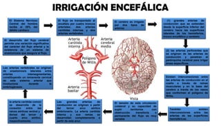 IRRIGACIÓN ENCEFÁLICA 
El Sistema Nervioso 
Central del hombre 
recibe el 20% del 
débito cardíaco 
El flujo es transportado al 
encéfalo por cuatro troncos 
arteriales: dos arterias 
carótidas internas y dos 
arterias vertebrales. 
(1) grandes arterias de 
conducción que se extienden 
desde la superficie inferior del 
cerebro hacia las superficies 
laterales de los hemisferios, 
tronco encefálico y cerebelo 
(2) las arterias perforantes que 
se originan de las arterias de 
conducción y penetran al 
parénquima cerebral para irrigar 
áreas específicas. 
El cerebro es irrigado 
por dos tipos de 
arterias 
Existen interconexiones entre 
las arterias de conducción en el 
cuello a través de ramas 
musculares y en la base del 
cerebro a través de los vasos 
que conforman el polígono de 
Willis. 
También existen 
interconexiones entre las 
arterias de las superficies 
hemisféricas. 
El tamaño de esta circulación 
colateral y su capacidad de 
suplir territorios con 
obstrucción transitoria o 
permanente del flujo es muy 
variable 
Las grandes arterias de 
conducción se originan a partir 
del tercer arco aórtico 
embrionario. La arteria carótida 
interna y sus ramas se 
desarrollan completamente a 
partir de este arco 
El desarrollo del flujo cerebral 
permite una variación significativa 
del carácter del flujo arterial y la 
existencia de un sistema de 
anastomosis que asegure el flujo. 
Las arterias vertebrales se originan 
de anastomosis laterales entre 
arterias intersegmentarias, 
constituyendo un remanente cervical 
de este sistema arterial que 
involuciona durante la 
embriogénesis. 
la arteria carótida común 
se desarrolla de la 
conexión entre las 
raíces aórticas ventral y 
dorsal del tercer y 
cuarto arco aórtico, 
respectivamente. 
 