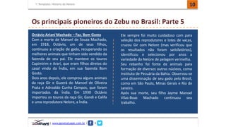 Template: História do Nelore 10 
Os principais pioneiros do Zebu no Brasil: Parte 5 
Octávio Ariani Machado – Faz. Bom Gosto 
Com a morte de Manoel de Souza Machado, 
em 1918, Octávio, um de seus filhos, 
continuou a criação de gado, recuperando os 
melhores animais que tinham sido vendido da 
fazenda de seu pai. Ele manteve os touros 
Capimirim e Arari, que eram filhos diretos do 
casal vindo da Índia, em sua fazenda Bom 
Gosto. 
Dois anos depois, ele comprou alguns animais 
da raça Gir e Guzerá do Manoel de Oliveira 
Prata e Adroaldo Cunha Campos, que foram 
importados da Índia. Em 1930 Octávio 
importou os touros da raça Gir, Gandi e Califa 
e uma reprodutora Nelore, a Índia. 
| www.genetatuape.com.br | I 
Ele sempre foi muito cuidadoso com para 
seleção dos reprodutores e lotes de vacas, 
cruzou Gir com Nelore (mas verificou que 
os resultados não foram satisfatórios), 
identificou e selecionou por anos a 
variedade do Nelore de pelagem vermelha. 
Seu rebanho foi fonte de animais para 
formação de diversos outros núcleos, como 
Instituto de Pecuária da Bahia. Observou-se 
uma disseminação de seu gado pelo Brasil, 
como em São Paulo, Minas Gerais e Rio de 
Janeiro. 
Após sua morte, seu filho Jayme Manoel 
Vilas-Boas Machado continuou seu 
trabalho. 
 