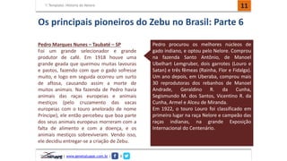 Template: História do Nelore 11 
Os principais pioneiros do Zebu no Brasil: Parte 6 
| www.genetatuape.com.br | I 
Pedro procurou os melhores núcleos de 
gado indiano, e optou pelo Nelore. Comprou 
na fazenda Santo Antônio, de Manoel 
Ubelhart Lemgruber, dois garrotes (Louro e 
Satan) e três fêmeas (Rainha, Flor e Fidalga). 
Um ano depois, em Uberaba, comprou mais 
30 reprodutoras dos rebanhos de Manoel 
Andrade, Geraldino R. da Cunha, 
Segismundo M. dos Santos, Vicentino R. da 
Cunha, Armel e Alceu de Miranda. 
Em 1922, o touro Louro foi classificado em 
primeiro lugar na raça Nelore e campeão das 
raças indianas, na grande Exposição 
Internacional do Centenário. 
Pedro Marques Nunes – Taubaté – SP 
Foi um grande selecionador e grande 
produtor de café. Em 1918 houve uma 
grande geada que queimou muitas lavouras 
e pastos, fazendo com que o gado sofresse 
muito, e logo em seguida ocorreu um surto 
de aftosa, causando assim a morte de 
muitos animais. Na fazenda de Pedro havia 
animais das raças europeias e animais 
mestiços (pelo cruzamento das vacas 
europeias com o touro anelorado de nome 
Príncipe), ele então percebeu que boa parte 
dos seus animais europeus morreram com a 
falta de alimento e com a doença, e os 
animais mestiços sobreviveram. Vendo isso, 
ele decidiu entregar-se a criação de Zebu. 
 