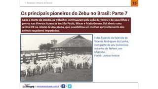 Template: História do Nelore 15 
Os principais pioneiros do Zebu no Brasil: Parte 7 
Após a morte de Olinda, os trabalhos continuaram pela ação de Torres e de seus filhos e 
genros nas diversas fazendas em São Paulo, Minas e Mato Grosso. Foi aberta uma 
central VR na cidade de Araçatuba, que possibilitou um melhor aproveitamento dos 
animais raçadores importados. 
| www.genetatuape.com.br | I 
Foto:Aspecto da fazenda de 
Vicente Rodrigues da Cunha, 
com parte de seu numeroso 
rebanho de Nelore, em 
Uberaba. 
Fonte: Livro o Nelore 
 