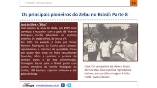Template: História do Nelore 16 
Os principais pioneiros do Zebu no Brasil: Parte 8 
José da Silva – “Dico” 
Com apenas 12 anos de idade, em 1939, Dico 
começou a trabalhar com o gado de Vicente 
Rodrigues Cunha (abordado no capítulo 
anterior, 14, desta série), da marca VR. 
Em 1961 foi enviado à Índia por Torres 
Homem Rodrigues da Cunha para comprar 
reprodutores e matrizes de qualidade. Ficou 
por quase dois anos na Índia vasculhando 
fazendas, sítios e quintais a procura de 
animais puros e de boa conformação. 
Conseguiu trazer para o Brasil, junto com 
outros membros da família Rodrigues da 
Cunha, 168 bovinos, caprinos indianos e até 
galos de briga. 
| www.genetatuape.com.br | I 
Foto: Em companhia do técnico hindu 
Khrisna Rao, Dico examina reprodutora 
indiana, em sua última viagem à Índia. 
Fonte: Livro o Nelore. 
 
