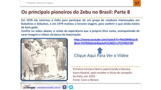 Template: História do Nelore 17 
Os principais pioneiros do Zebu no Brasil: Parte 8 
Em 1978 ele retornou à Índia para participar de um grupo de criadores interessados em 
Bubalinos e Zebuínos, e em 1979 realizou a terceira viagem, para conferir o que ainda existia 
de bom gado. 
Confira no vídeo abaixo, o relato da experiência que o próprio Dico conta, acompanhado de 
raras imagens e vídeos da época da importação: 
| www.genetatuape.com.br | I 
http://www.youtube.com/watch?v=FAoOXH6vLnA 
&list=PLYRSfqGnk4Gq5ePnCJBQ7cs7C5YMLY5Ef 
Clique Aqui Para Ver o Vídeo 
Primeiro ministro Nehru examinando o famoso 
touro Kavardi, após receber o título de campeão 
da Índia, em 1959. 
Fonte: Livro o Nelore. 
 