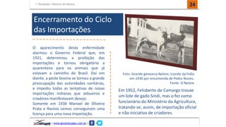 Template: História do Nelore 24 
| www.genetatuape.com.br | I 
Foto: Grande genearca Nelore, trazido da Índia 
em 1930 por encomenda de Pedro Nunes. 
Fonte: O Nelore 
O aparecimento desta enfermidade 
alarmou o Governo Federal que, em 
1921, determinou a proibição das 
importações e tornou obrigatório a 
quarentena para os animais que já 
estavam a caminho do Brasil. Daí em 
diante, a peste bovina se tornou a grande 
preocupação das autoridades sanitárias, 
e impediu todas as tentativas de novas 
importações indianas que zebueiros e 
criadores manifestavam desejo. 
Somente em 1930 Manoel de Oliveira 
Prata e Ravísio Lemos conseguiram uma 
licença para uma nova importação. 
Em 1952, Felisberto de Camargo trouxe 
um lote de gado Sindi, mas o fez como 
funcionário do Ministério da Agricultura, 
tratando-se, assim, de importação oficial 
e não iniciativa de criadores. 
Encerramento do Ciclo 
das Importações 
 