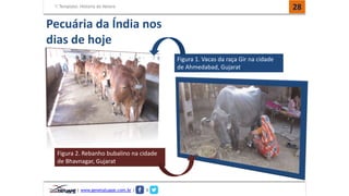 Template: História do Nelore 
Pecuária da Índia nos 
dias de hoje 
| www.genetatuape.com.br | I 
28 
Figura 1. Vacas da raça Gir na cidade 
de Ahmedabad, Gujarat. 
Figura 2. Rebanho bubalino na cidade 
de Bhavnagar, Gujarat. 
 