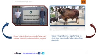 Template: História do Nelore 
| www.genetatuape.com.br | I 
30 
Figura 5. Central de inseminação Sabarmati 
Ashram Gaushala, em Ahmedabad, Gujarat. 
Figura 7. Reprodutor da raça Kankrej, na 
Central de inseminação Sabarmati Ashram 
Gaushala. 
 