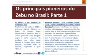 Template: História do Nelore 2 
Os principais pioneiros do 
Zebu no Brasil: Parte 1 
D. Pedro I – Faz. Imperial de 
Santa Cruz (RJ): 
Estabeleceu por volta de 1826 o 
primeiro plantel Zebuíno no 
Brasil. Os animais foram 
importados da região do Nilo, na 
África, possuíam uma pelagem 
negra e porte pequeno. Os 
produtos que saíam dessa 
fazenda e levados para outras 
criações, cruzavam com os 
crioulos, originando o gado 
“China”. 
| www.genetatuape.com.br | I 
Henrique Hermeto C. Leão “Barão do Paraná” 
– Faz. Lordelo (Porto Novo do Cunha – Vale do 
Paraíba): Era muito reconhecido por todos e 
recebeu prêmios devido suas descobertas. Por 
muitos anos se dedicou a regeneração do gado 
brasileiro. Ele selecionava o gado indiano, 
cruzava-o com diversas raças, e pode concluir 
que: “(…) tenho razão em considerar o Zebu 
como o fortificador ou mesmo o regenerador 
de qualquer raça de gado nacional ou 
estrangeiro.”. Ele transformou o Porto Novo do 
Cunha em uma das melhores fontes de onde 
sairiam reprodutores para os mais diversos 
pontos do Brasil. 
 