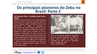 Template: História do Nelore 
Os principais pioneiros do Zebu no 
Brasil: Parte 2 
Os Clemente Pinto – Faz.Areias, Boa Sorte e 
Aldeia: 
Antônio Clemente Pinto e seu irmão Bernardo 
Clemente Pinto, filhos do primeiro barão de 
Nova Friburgo, Antônio Clemente Pinto, eram 
agricultores na região de Cantagalo e 
formadores da firma Friburgo & Filhos no Rio 
de Janeiro. Realizaram importantes feitos na 
história do Brasil, como estradas de ferros, 
palácios e libertação de seus escravos. Os 
Clemente Pinto promoveram algumas das mais 
antigas importações de Zebus para introduzi-los 
em suas fazendas e em 1887 a firma Friburgo & 
e Filhos tornou-se importadora de gado da 
Índia. Seus rebanhos deram origem a novos 
núcleos de criação. 
Foto: O Cel. Manoel Ubelhart Lemgruber, 
um dos grandes pioneiros do Zebu no 
Brasil, com o touro de nome Piron, 
premiado em 1906 e pai do reprodutor 
Louro, campeão de 1922. 
Fonte: Livro O Nelore. 
4 
| www.genetatuape.com.br | I 
 
