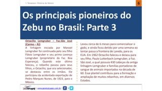 Template: História do Nelore 6 
Os principais pioneiros do 
Zebu no Brasil: Parte 3 
Octacílio Lemgruber – Faz.São José 
(Carmo – RJ) 
A linhagem iniciada por Manoel 
Lemgruber foi continuada pelo seu filho 
Flávio Lemgruber e seu primo Lorenço 
Lemgruber (proprietário da Faz. Boa 
Esperança). Quando este último 
faleceu, o rebanho passou para seus 
filhos, e Octacílio, que era selecionador, 
se destacou entre os irmãos. Ele 
participou da acidentada exportação de 
Pedro Marques Nunes, de 1923, para o 
México. 
| www.genetatuape.com.br | I 
Levou cerca de 6 meses para comercializar o 
gado, e ainda ficou detido por uma semana ao 
tentar passa a fronteira de Laredo, para os 
EUA. Em 1962 Octacílio faleceu e deixou para 
seu filho, Paulo Lutterbach Lemgruber, a Faz. 
São José, a qual possuía 430 cabeças da antiga 
linhagem Lemgruber e famílias portadoras de 
sangue de animais importados na década de 
60. Esse plantel contribuiu para a formação e 
ampliação de muitos rebanhos, em diversos 
Estados. 
 