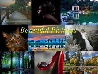 Beautiful Pictures 