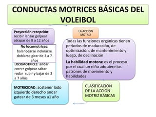 CONDUCTAS MOTRICES BÁSICAS DEL
VOLEIBOL
LA ACCIÓN
MOTRIZ
Todas las funciones orgánicas tienen
períodos de maduración, de
optimización, de mantenimiento y
luego, de declinación
La habilidad motora: es el proceso
por el cual un niño adquiere los
patrones de movimiento y
habilidades
CLASIFICACIÓN
DE LA ACCIÓN
MOTRIZ BÁSICAS
MOTRICIDAD: sostener lado
izquierdo derecho andar
gatear de 3 meses a1 año
Proyección recepción:
recibir lanzar golpear
atrapar de 8 a 12 años
LOCOMOTRICES: andar
correr golpear saltar
rodar subir y bajar de 3
a 7 años
No locomotrices:
balancearse inclinarse
doblarse girar de 3 a 7
años
 